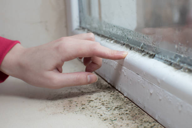 Best Mold Odor Removal Services  in Wesson, MS